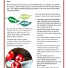Sustainable Summer Worksheet Pack Printable PDF