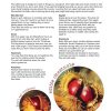 Eco-Friendly Autumn Workbook Printable PDF